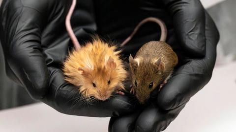 Auf diesem von Colossal Biosciences zur Verfügung gestellten Foto vom Februar 2025 ist eine genetisch veränderte Mause mit langen, dicken, wolligen Haaren neben einer normalen Maus in einem Labor zu sehen. Die Mäuse mit dem goldgelben Zottelfell sollen ein Schritt auf dem Weg zur Erschaffung eines möglichst mammutähnlichen Elefanten sein. 