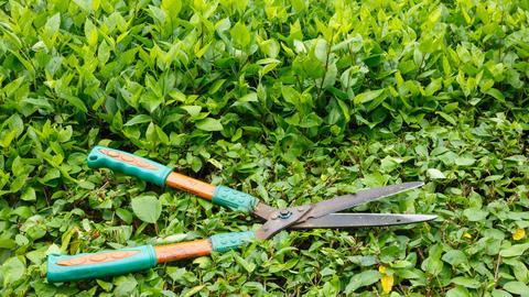 Hecke mit Gartenschere