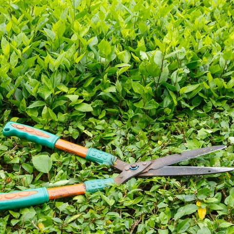 Hecke mit Gartenschere